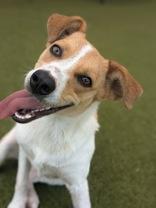 Enlarge Peach, a Adopted mixed breed in Bentonville, AR image 3/4