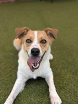 Enlarge Peach, a Adopted mixed breed in Bentonville, AR image 4/4