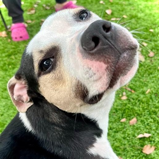 Charlie, Adoptable, Young Male Mixed Breed.