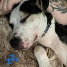 Enlarge Charlie, an adopted Mixed Breed in Palm Harbor, FL image 6/6