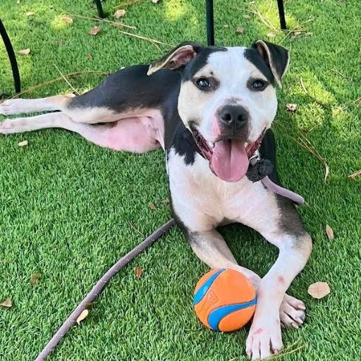 Enlarge Charlie, an adopted Mixed Breed in Palm Harbor, FL image 4/6