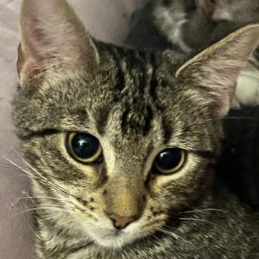 Noel, Adoptable, Adult Female Domestic Long Hair & Domestic Long Hair.