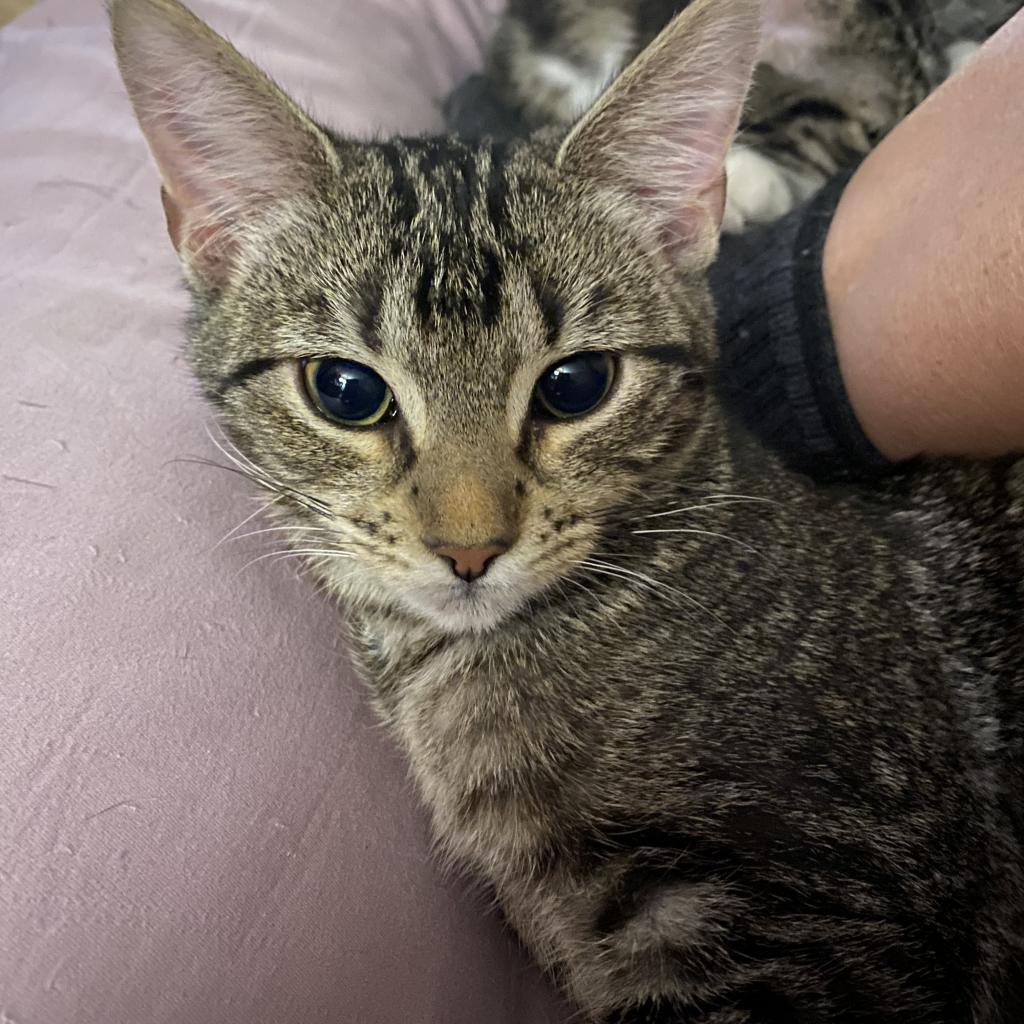 Noel, a Adoptable mixed breed in San Antonio, TX image 2/6