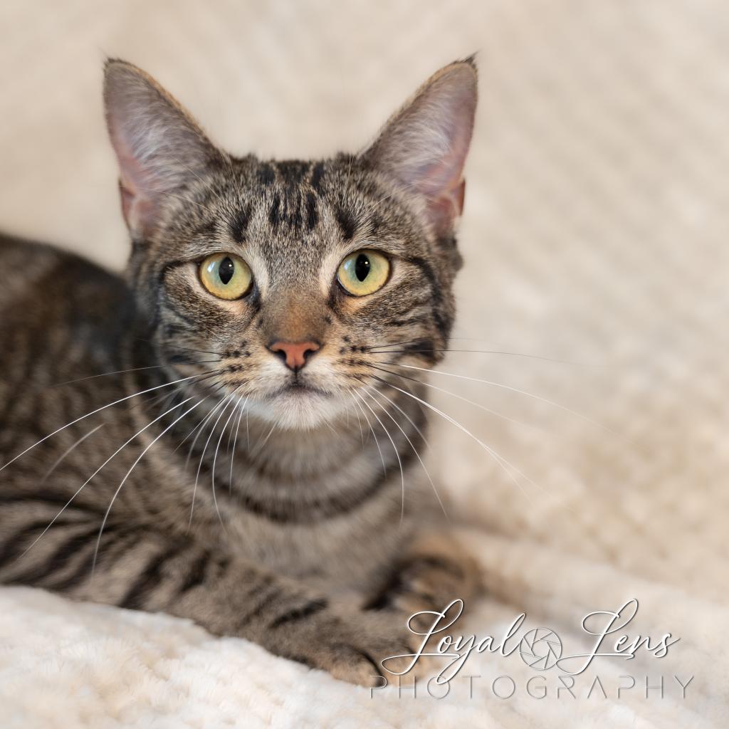 Noel, a Adoptable mixed breed in San Antonio, TX image 3/6