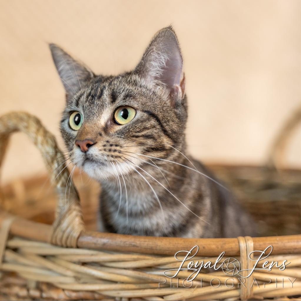 Noel, a Adoptable mixed breed in San Antonio, TX image 5/6