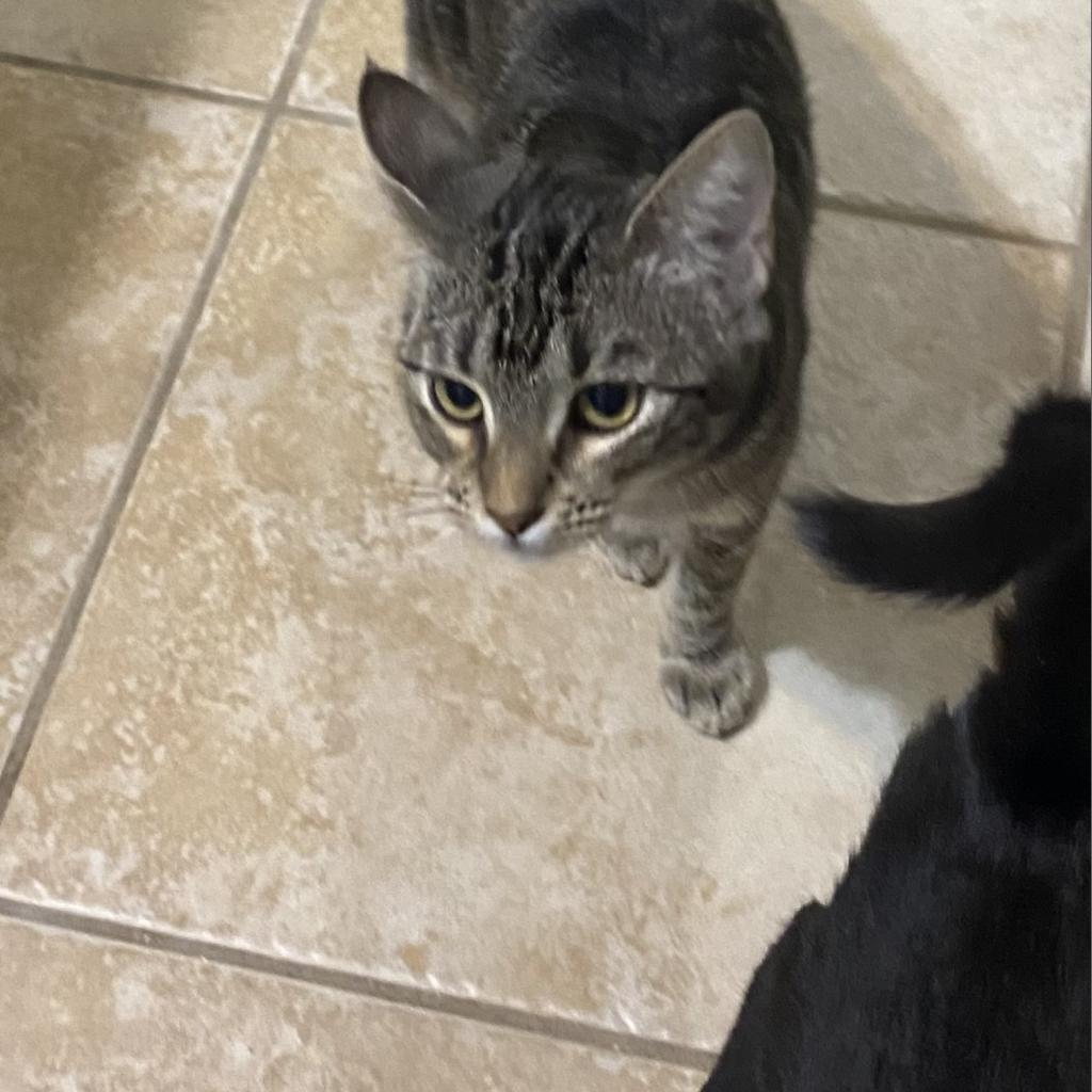 Noel, a Adoptable mixed breed in San Antonio, TX image 6/6