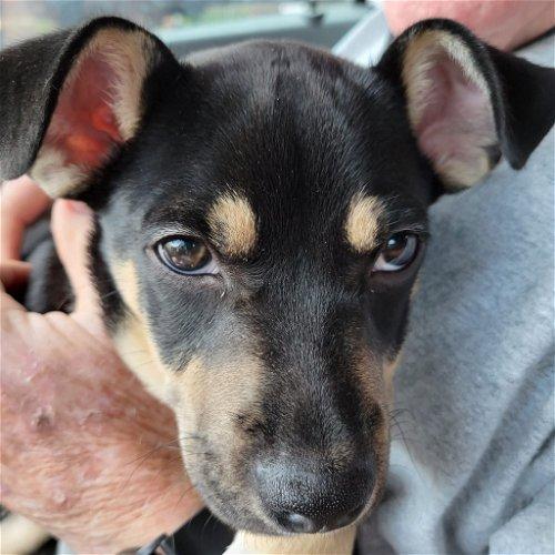 BJ, Adoptable, Adult Male Staffordshire Bull Terrier.