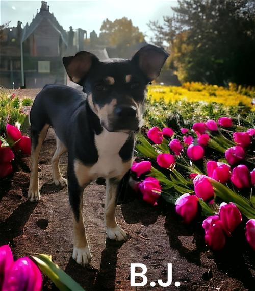 Enlarge BJ, a Adoptable Staffordshire Bull Terrier in Spring, TX image 3/6
