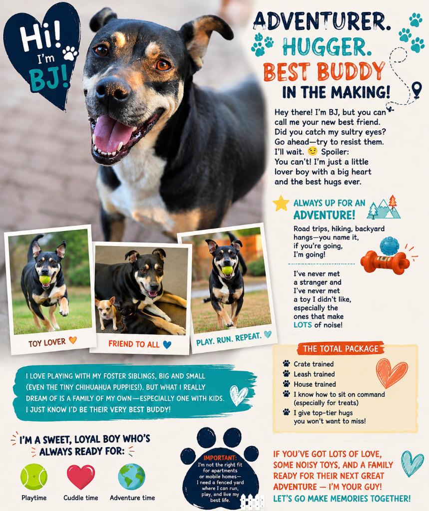 Enlarge BJ, a Adoptable Staffordshire Bull Terrier in Spring, TX image 5/6