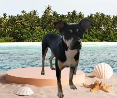 Enlarge BJ, a Adoptable Staffordshire Bull Terrier in Spring, TX image 6/6