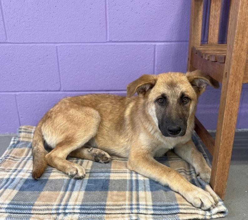 Enlarge **FREEDOM**, a Adoptable Shepherd in North Prairie, WI image 1/2