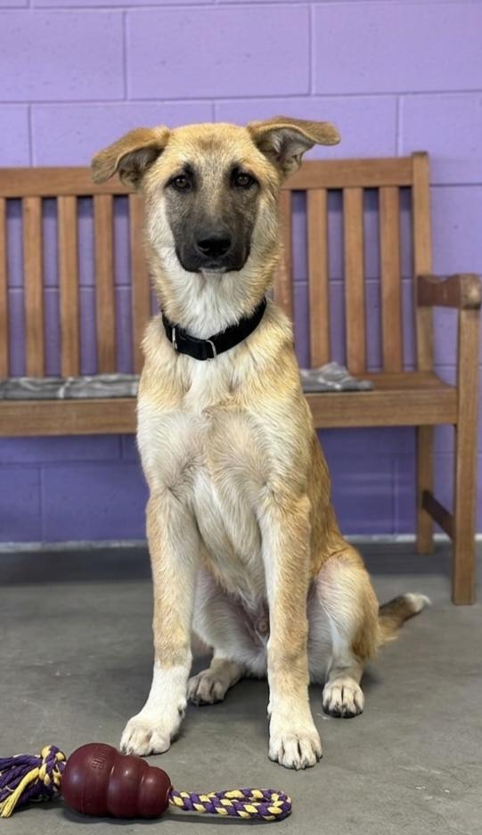 Enlarge **FREEDOM**, a Adoptable Shepherd in North Prairie, WI image 2/2