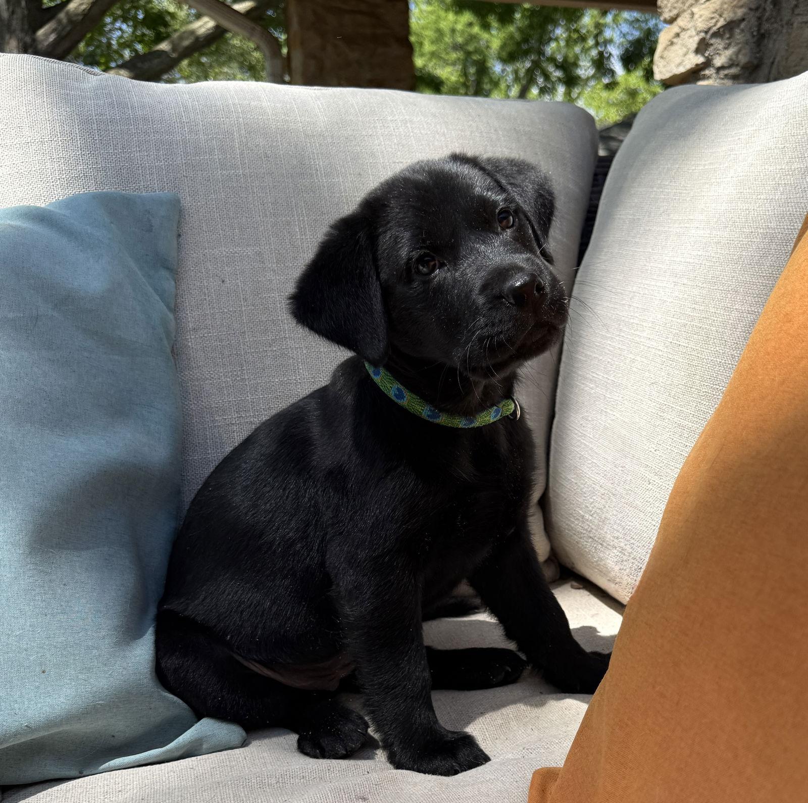 Flopsy, Adopted, Puppy Female Labrador Retriever.