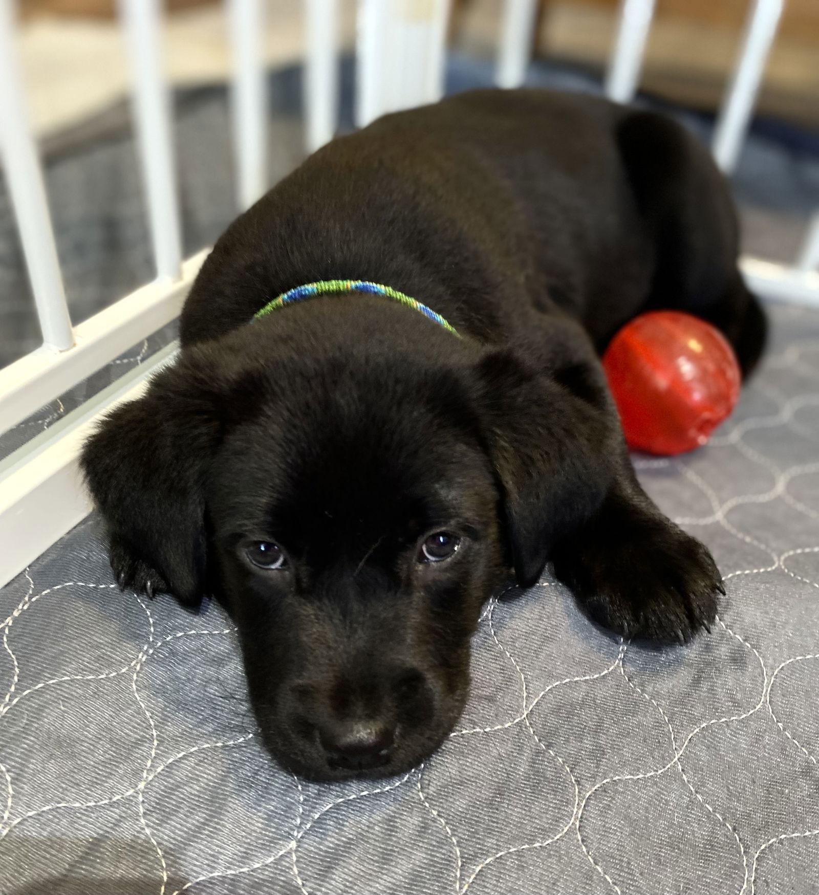 Flopsy, a Adopted Labrador Retriever in Denton, TX image 2/3