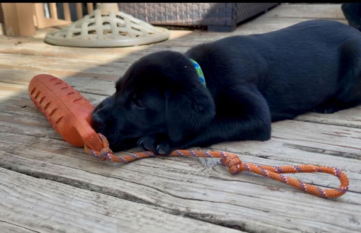 Flopsy, a Adopted Labrador Retriever in Denton, TX image 3/3