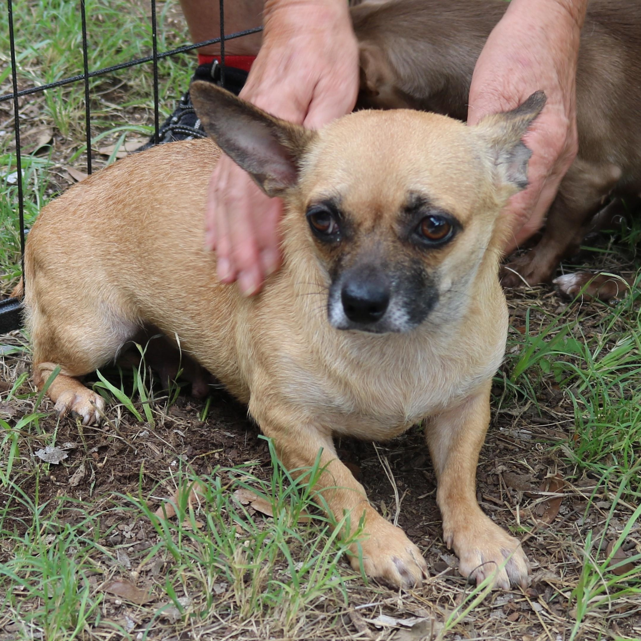 Enlarge Missy, a Adoptable Chug in Bandera, TX image 2/4