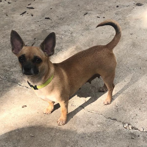 Missy, Adoptable, Young Female Chug.