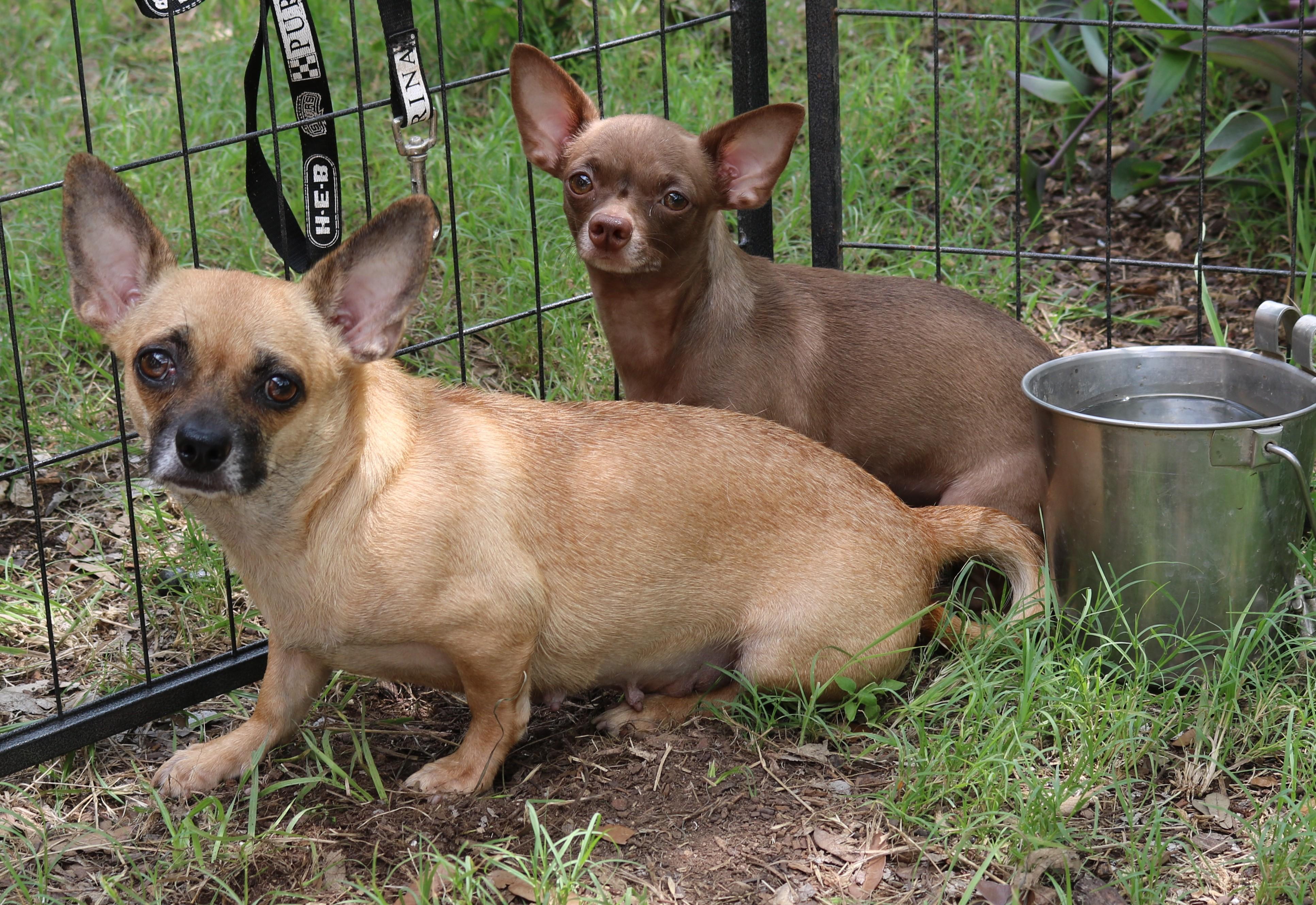 Enlarge Missy, a Adoptable Chug in Bandera, TX image 3/4