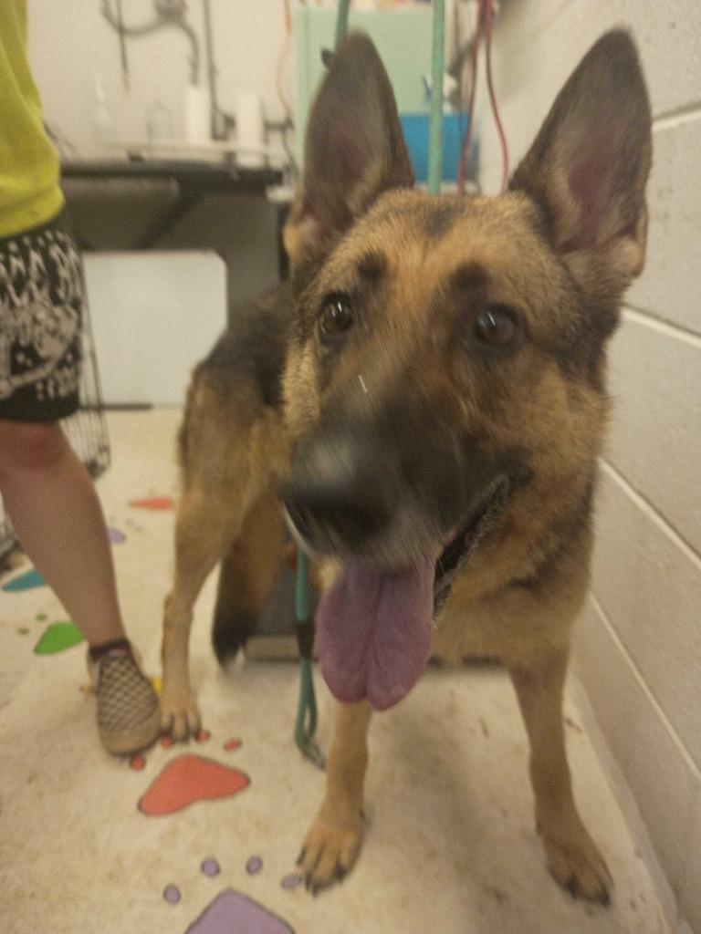 Valor, Adoptable, Young Female German Shepherd Dog.