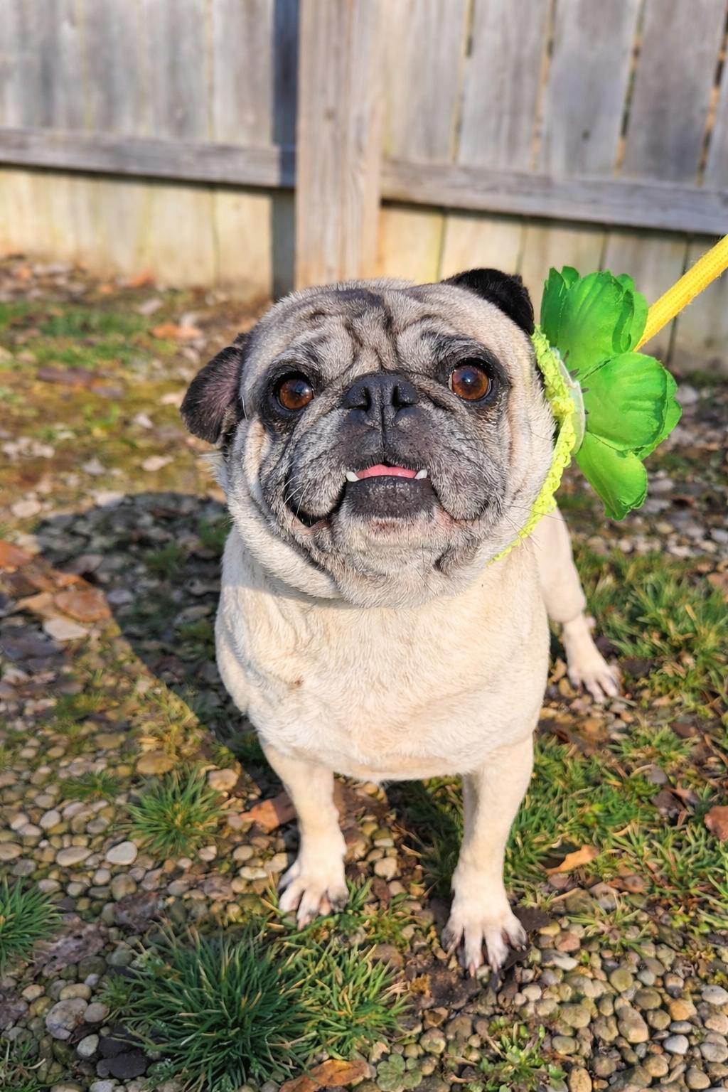 Enlarge Sally , an adopted Pug in North Vernon, IN image 1/5