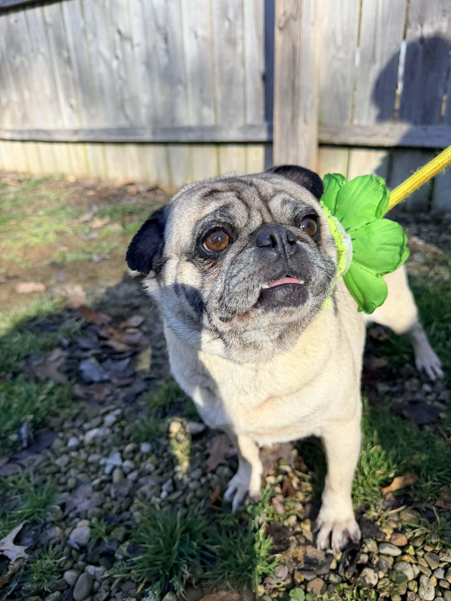 Enlarge Sally , an adopted Pug in North Vernon, IN image 2/5