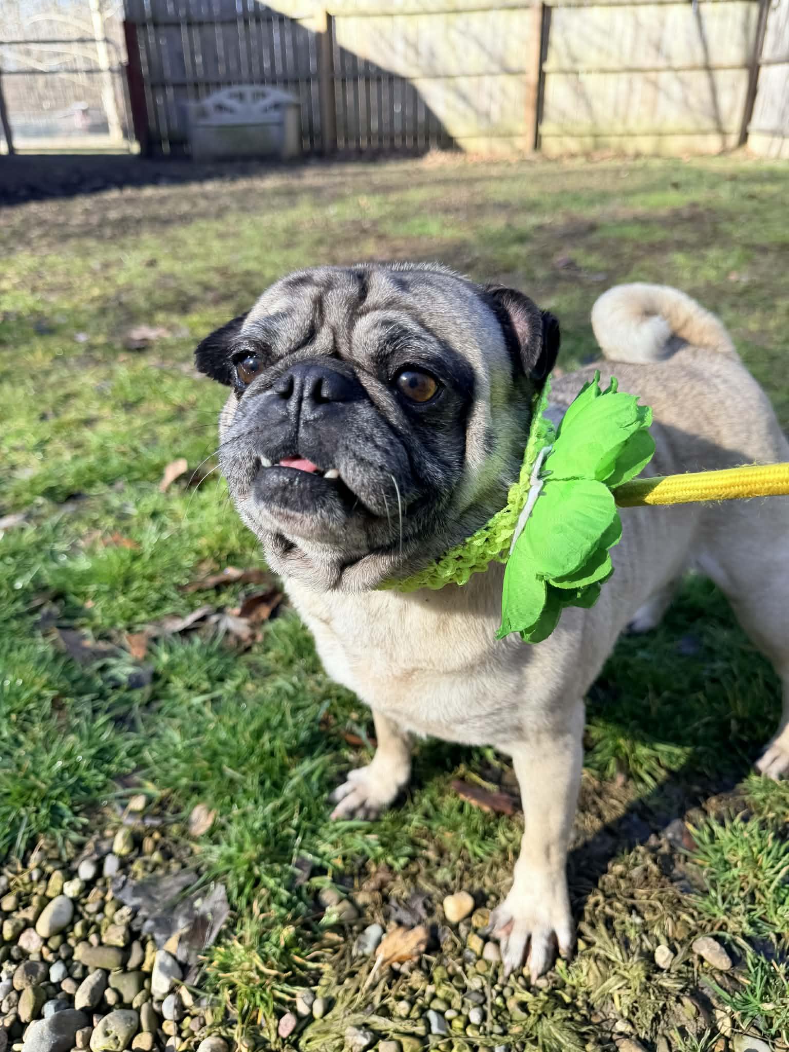 Enlarge Sally , an adopted Pug in North Vernon, IN image 3/5