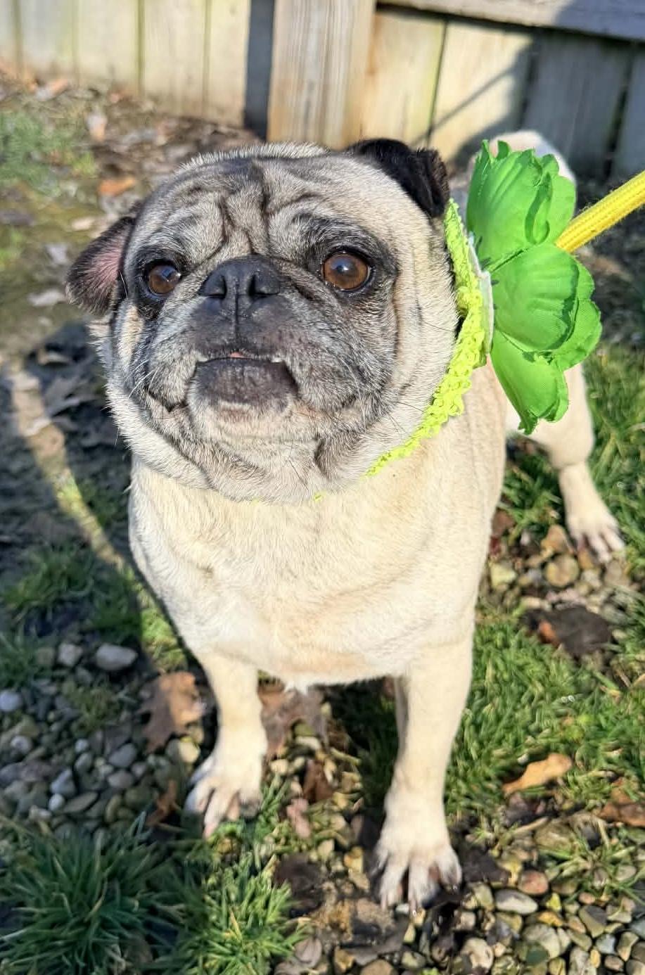 Enlarge Sally , an adopted Pug in North Vernon, IN image 4/5