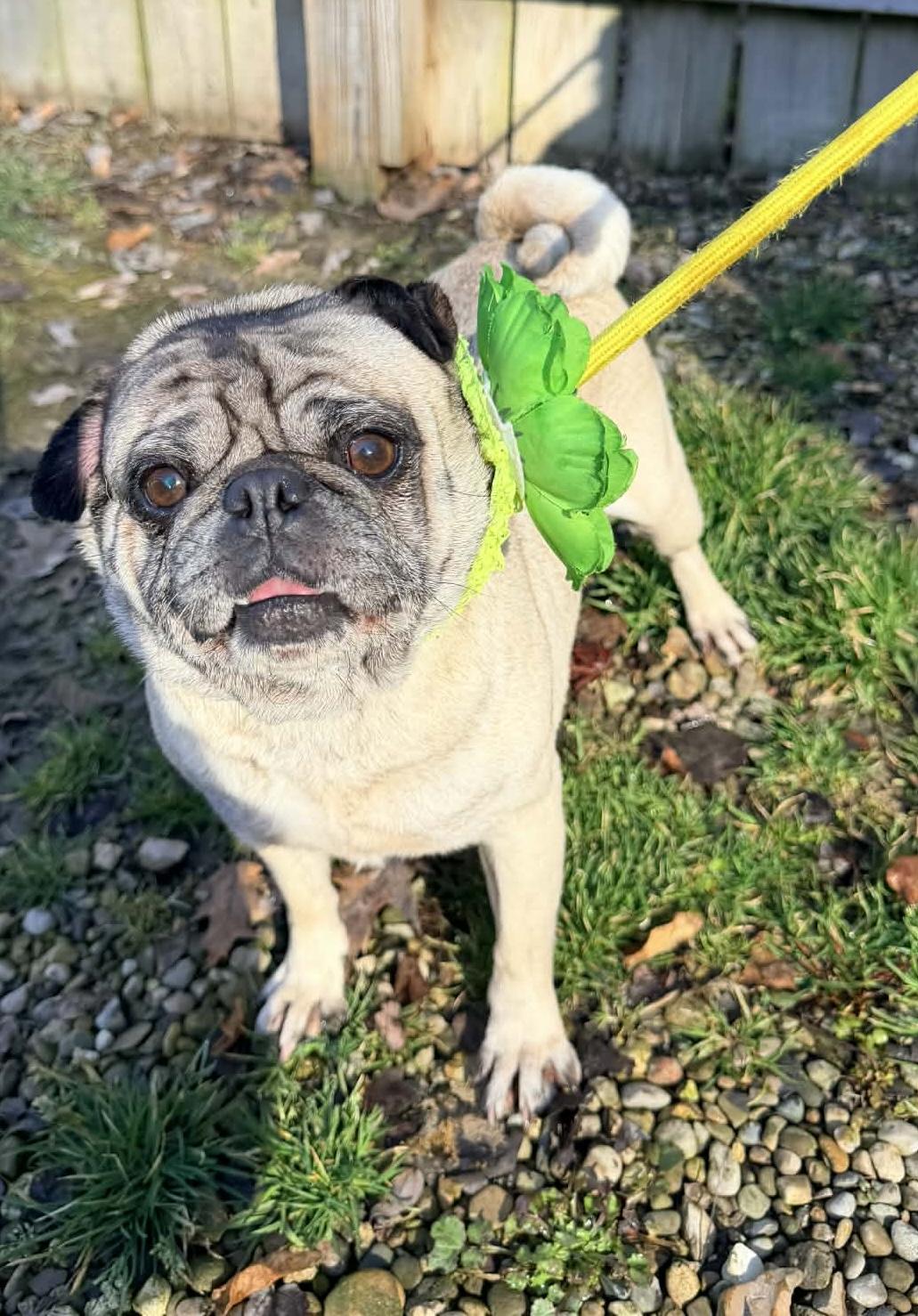 Enlarge Sally , an adopted Pug in North Vernon, IN image 5/5