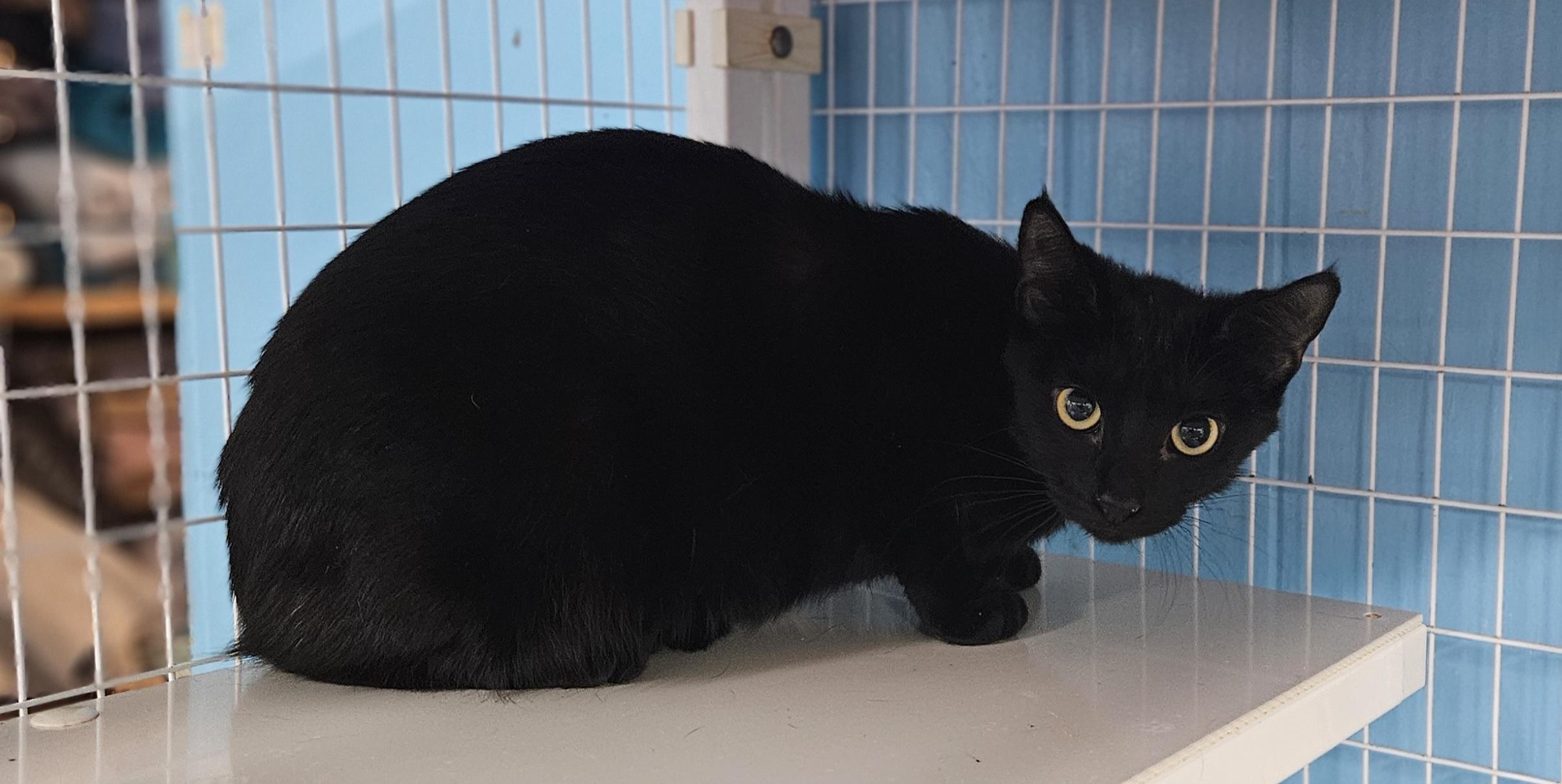 Fools, ADOPTABLE, Adult Female Domestic Short Hair.