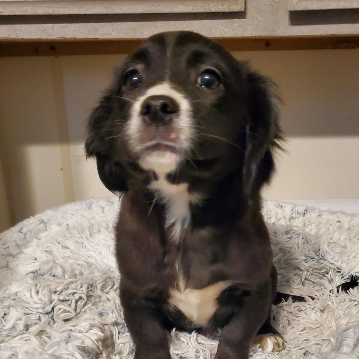 Sky, adopted, Puppy Female Dachshund & Chihuahua.