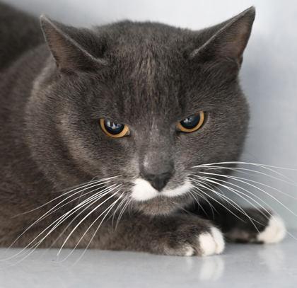 Zack, Adopted, Adult Male Domestic Short Hair.