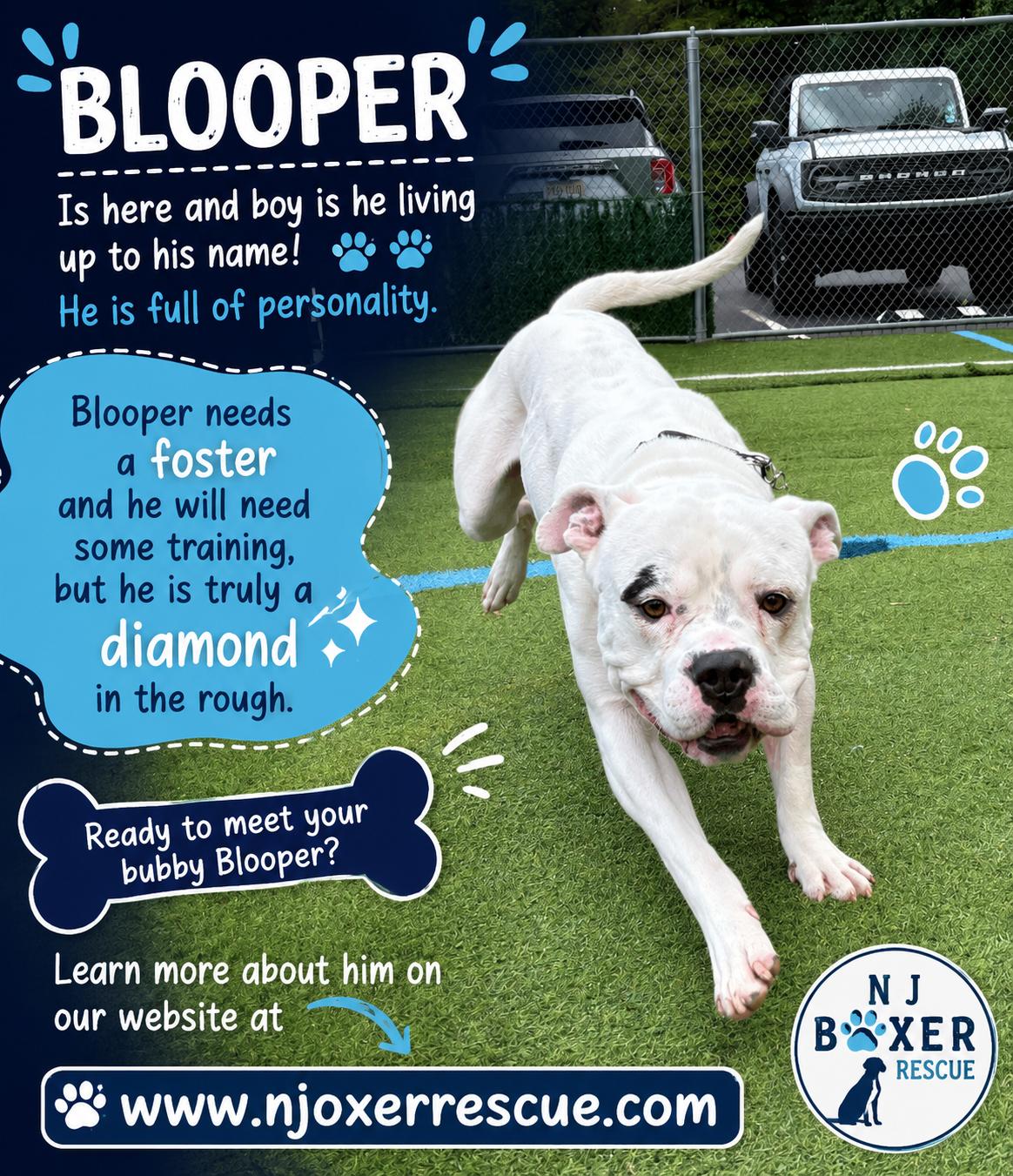 Blooper-Foster Needed, a ADOPTABLE mixed breed in Middlesex, NJ image 2/5