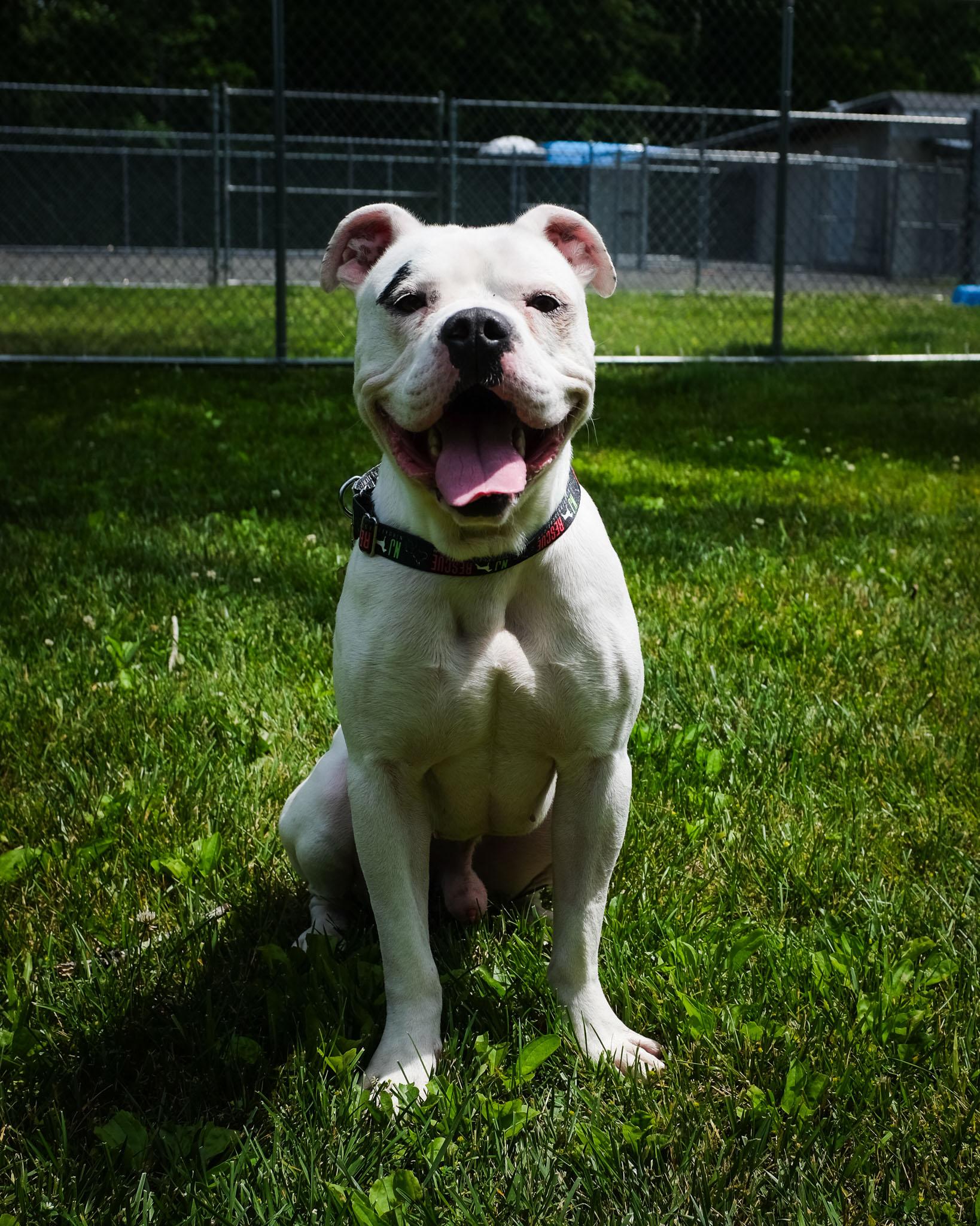 Blooper-Foster Needed, a ADOPTABLE mixed breed in Middlesex, NJ image 1/5