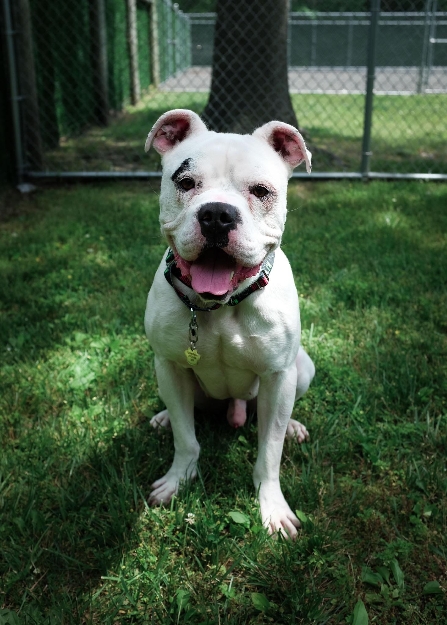 Blooper-Foster Needed, a ADOPTABLE mixed breed in Middlesex, NJ image 3/5
