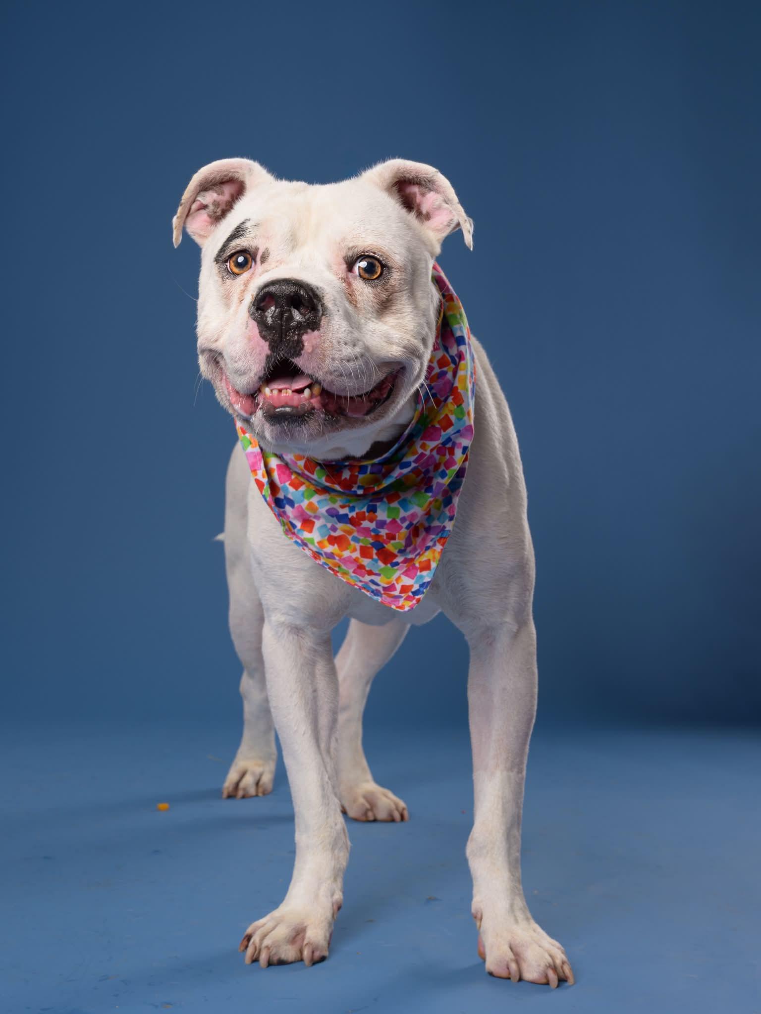 Blooper-Foster Needed, a ADOPTABLE mixed breed in Middlesex, NJ image 4/5