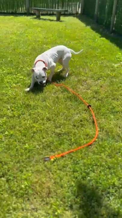 Enlarge Blooper-Foster Needed, a ADOPTABLE mixed breed in Middlesex, NJ video 5/5