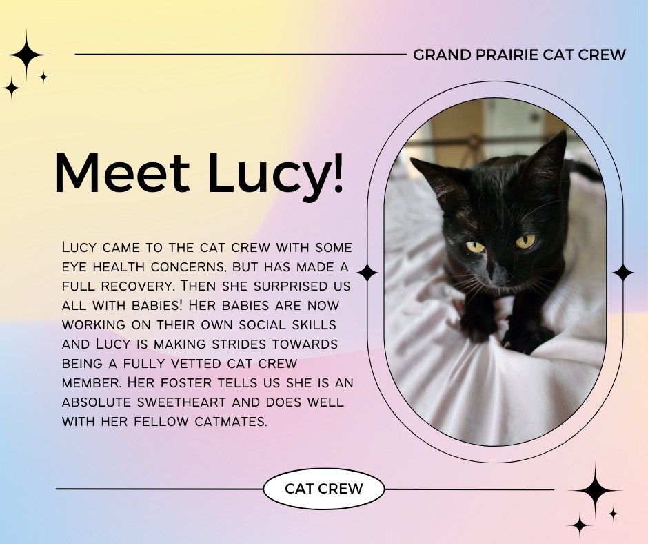 Enlarge Lucy, a Adoptable American Shorthair in Grand Prairie, TX image 1/4