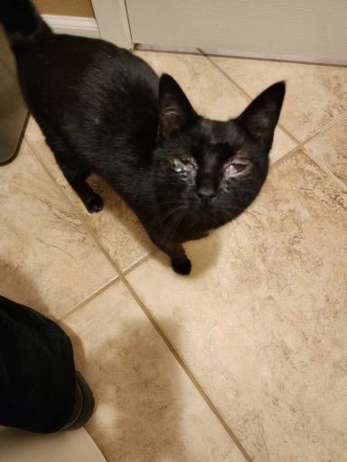 Enlarge Lucy, a Adoptable American Shorthair in Grand Prairie, TX image 2/4