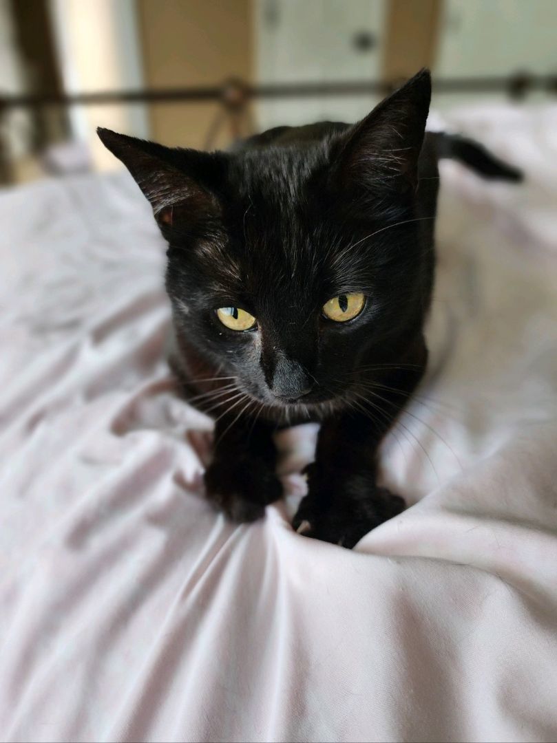 Enlarge Lucy, a Adoptable American Shorthair in Grand Prairie, TX image 4/4