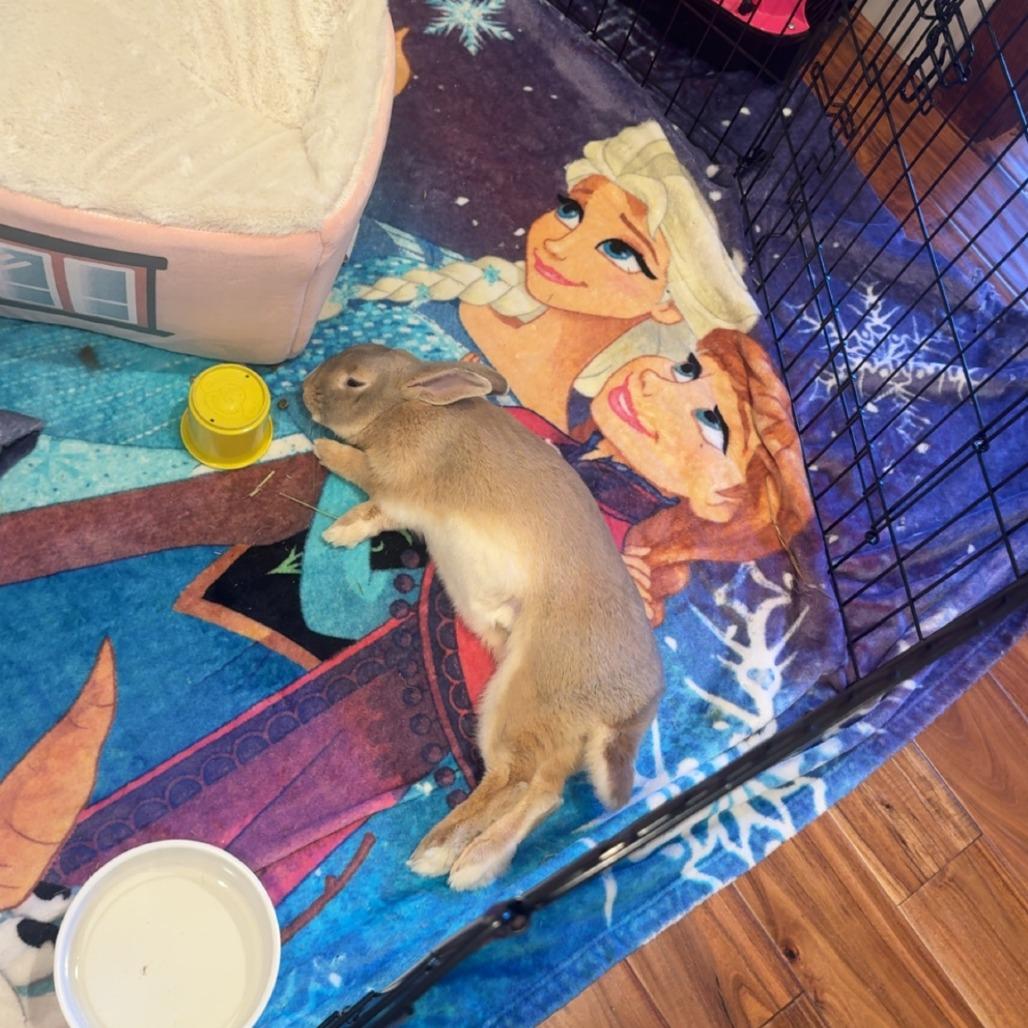 Cantaloupe, Adoptable, Young Male Bunny Rabbit.