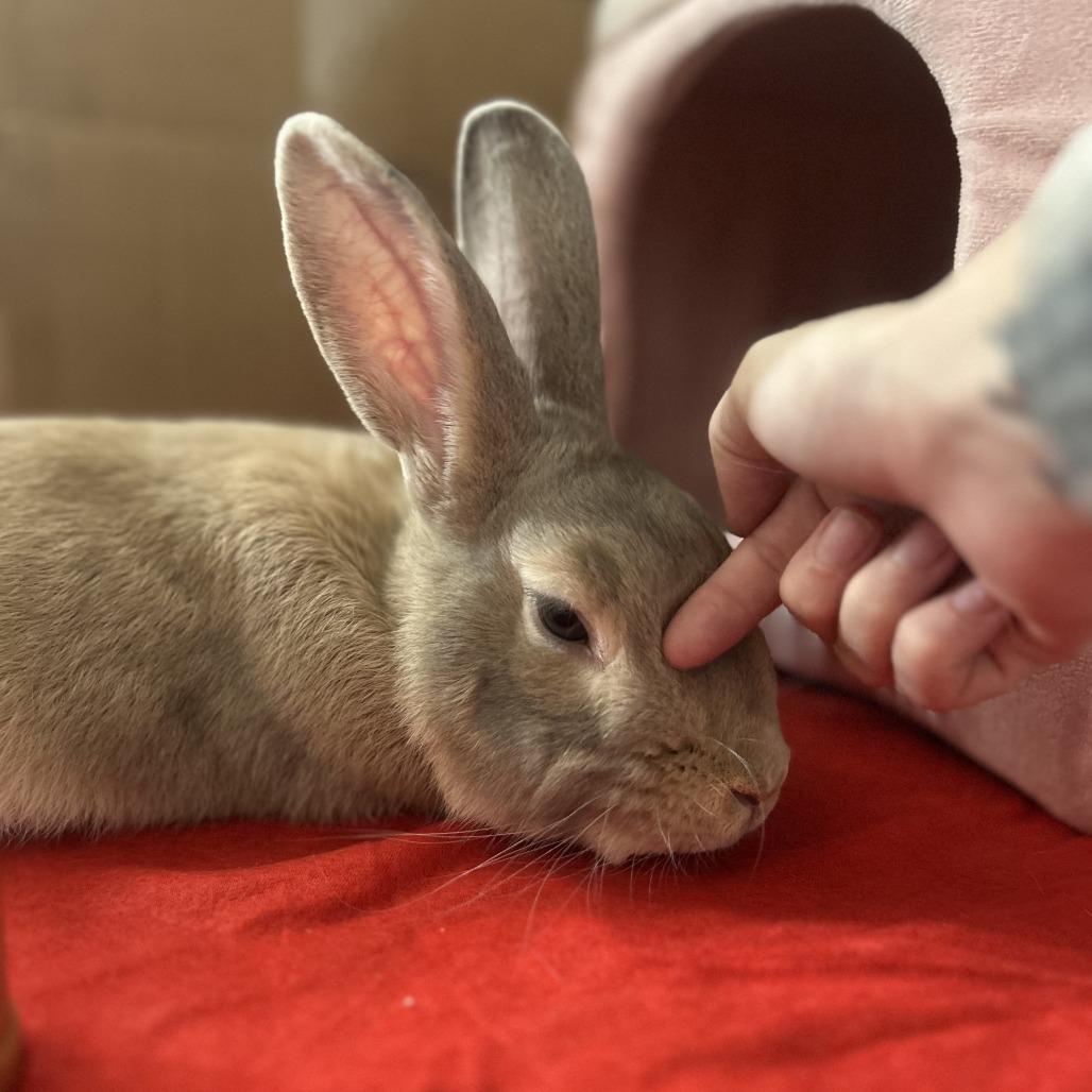 Enlarge Cantaloupe, a Adoptable Bunny Rabbit in Richmond, CA image 2/6