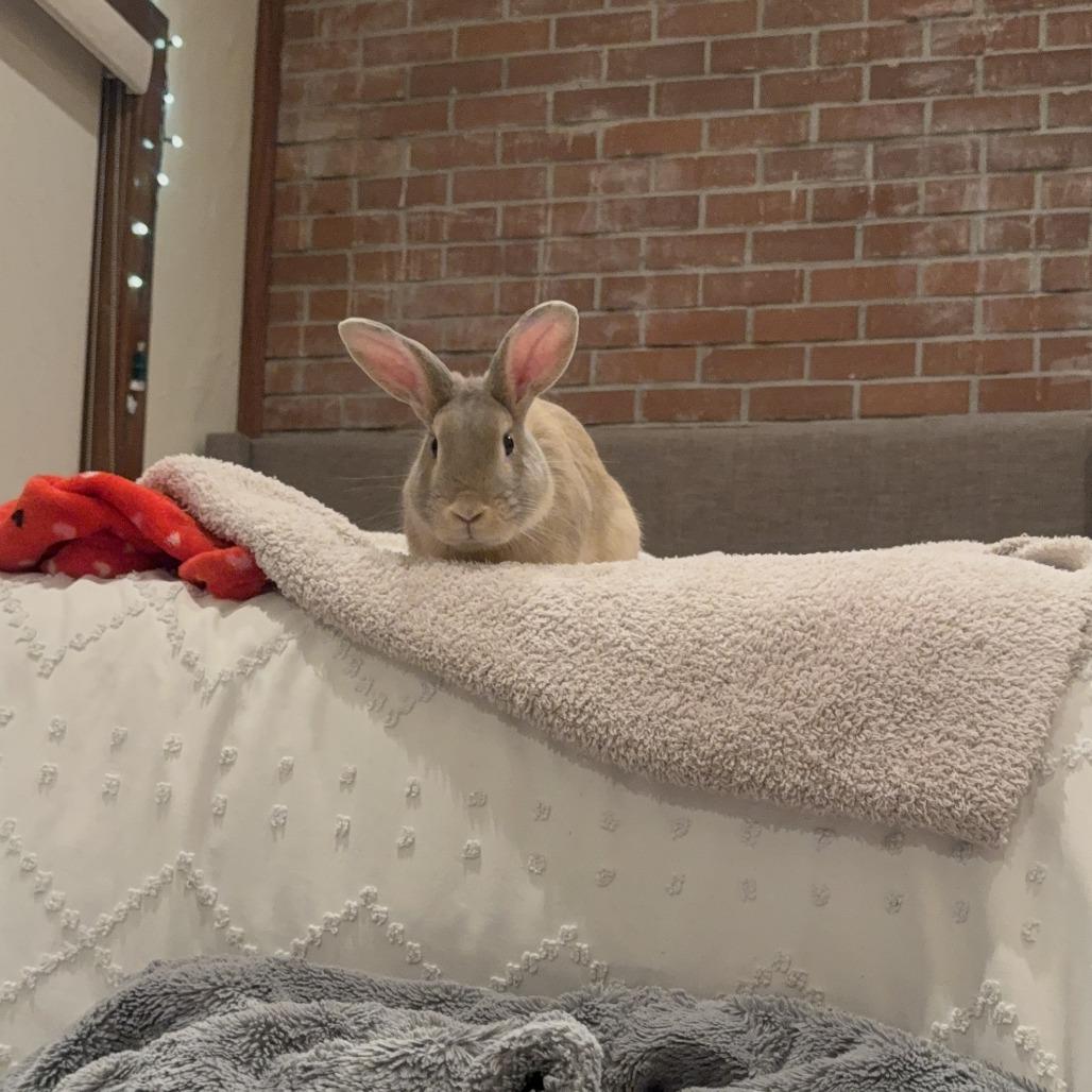 Enlarge Cantaloupe, a Adoptable Bunny Rabbit in Richmond, CA image 3/6