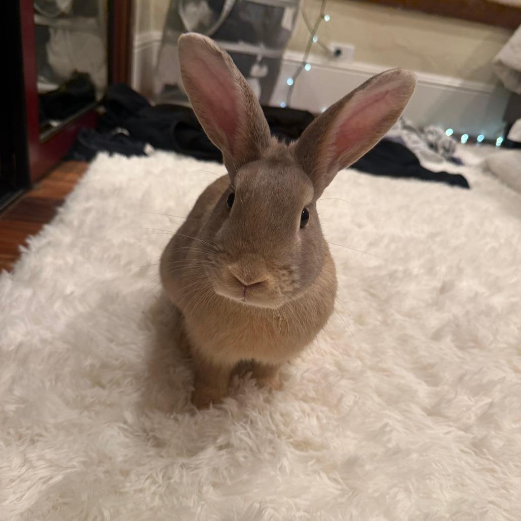 Enlarge Cantaloupe, a Adoptable Bunny Rabbit in Richmond, CA image 4/6