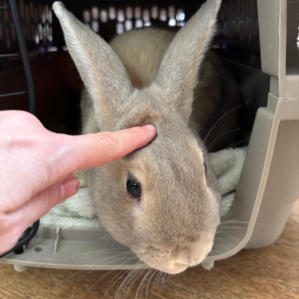 Enlarge Cantaloupe, a Adoptable Bunny Rabbit in Richmond, CA image 5/6