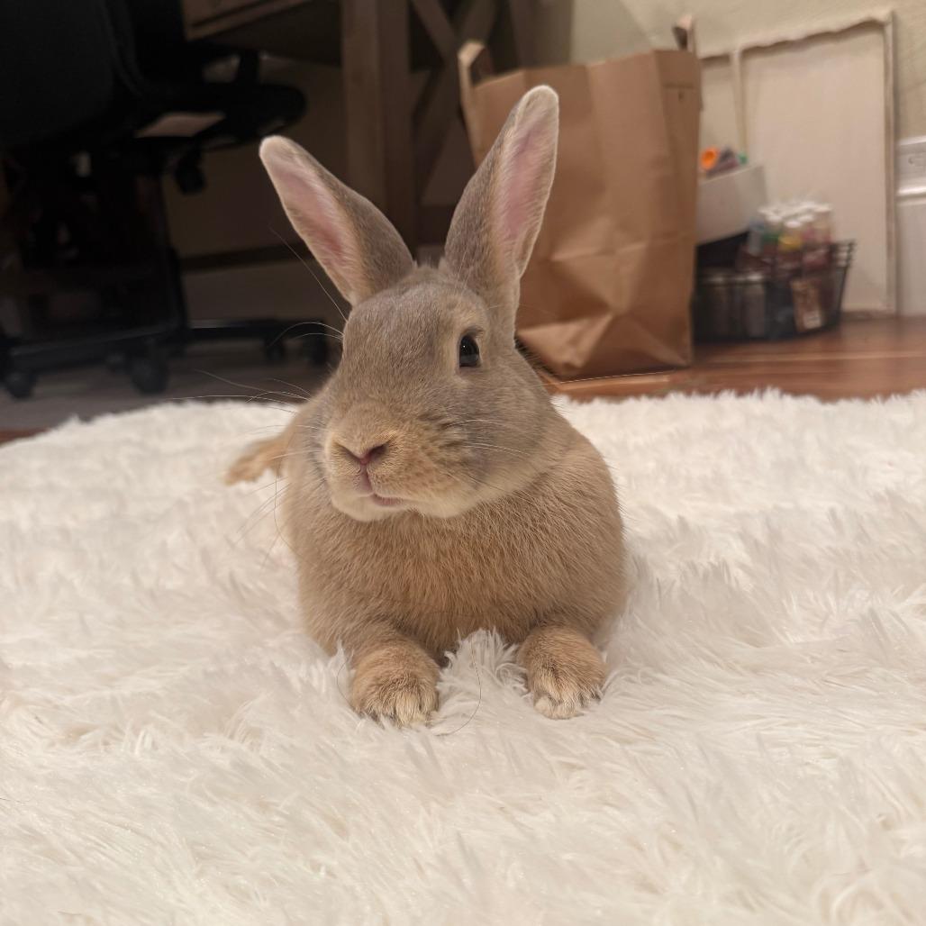 Enlarge Cantaloupe, a Adoptable Bunny Rabbit in Richmond, CA image 6/6