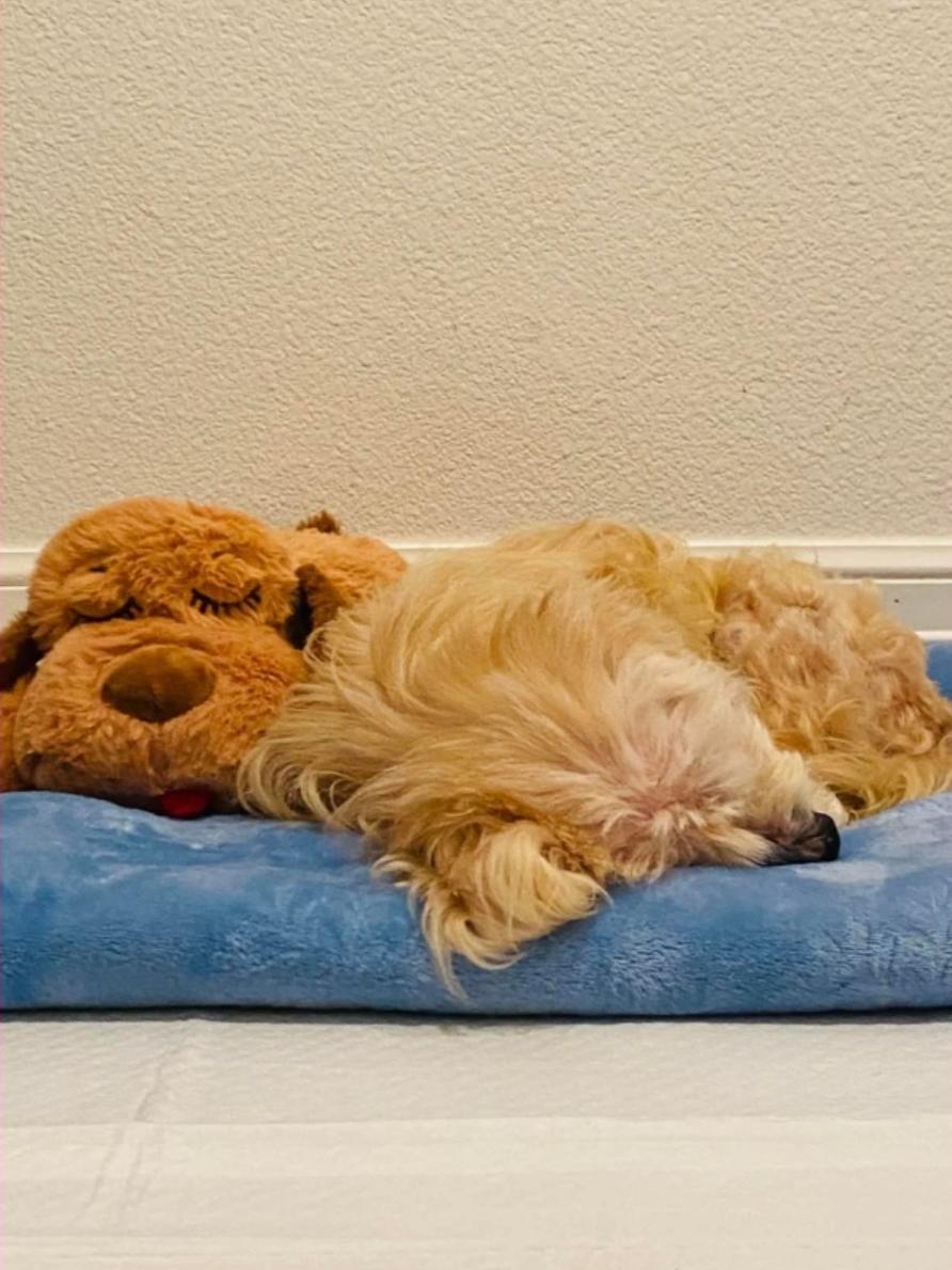 Skylar, Adoptable, Senior Female Poodle & Maltese.