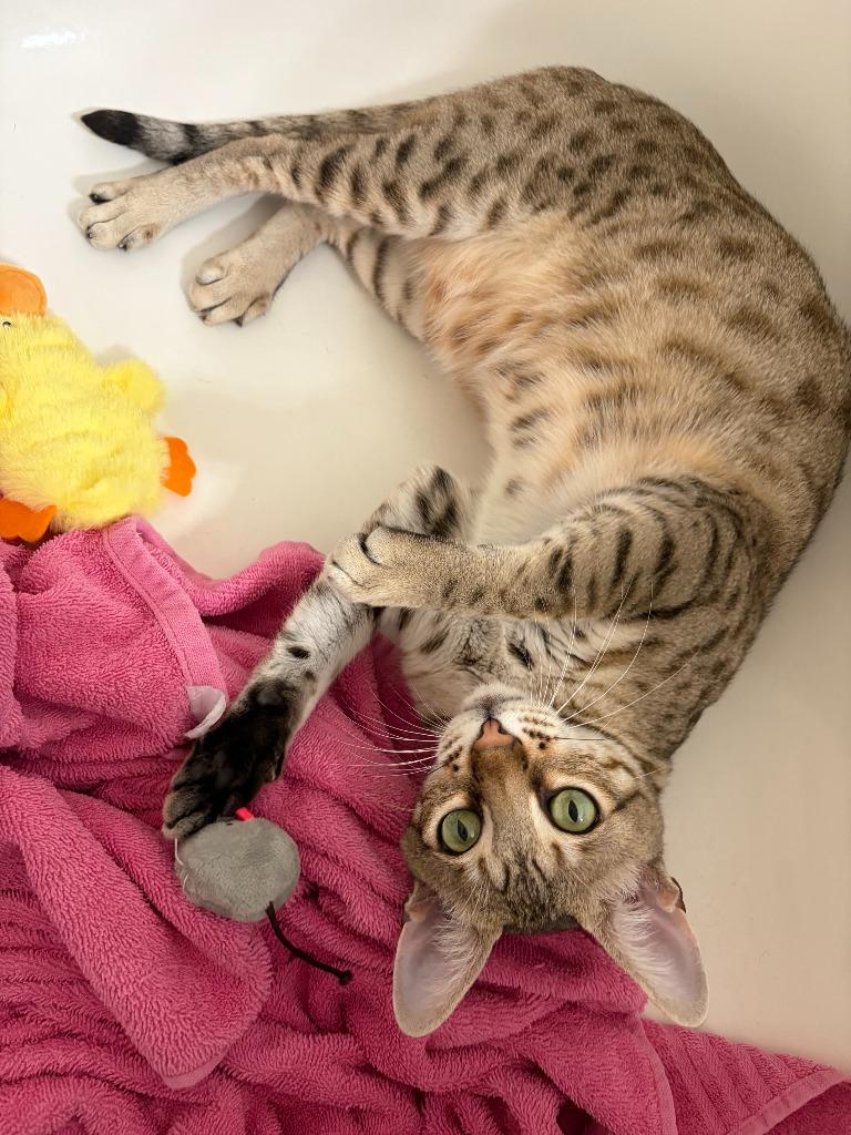Crouton, Adoptable, Young Male Ocicat.