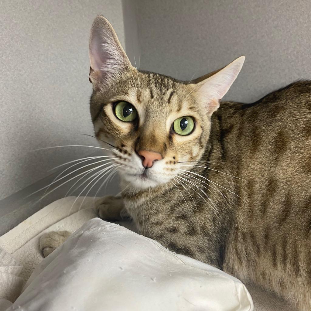 Enlarge Crouton, a Adoptable Ocicat in Los Angeles, CA image 2/6