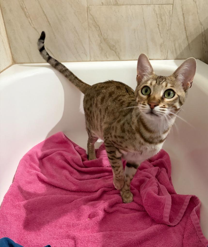 Enlarge Crouton, a Adoptable Ocicat in Los Angeles, CA image 3/6
