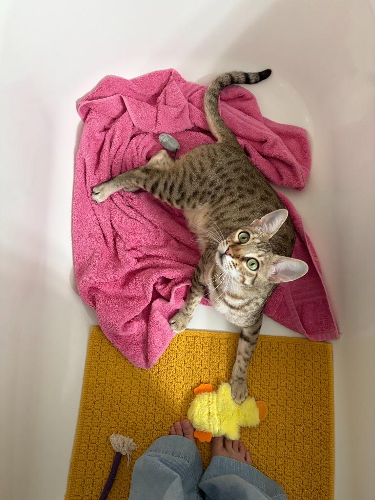 Enlarge Crouton, a Adoptable Ocicat in Los Angeles, CA image 4/6